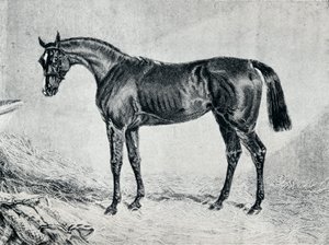 साइप्रियन, 19 वीं सदी, 1911 द्वारा अज्ञात