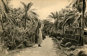 दिनांक हथेलियाँ, बसरा, c1918-c1939। द्वारा अज्ञात