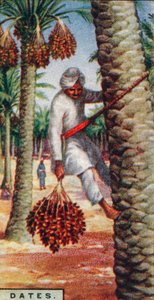 खजूर। - द गैदरिंग द फ्रूट, एन। अफ्रीका, 1928 द्वारा अज्ञात