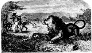 डेविड लिविंगस्टोन, 1857 में एक देशी स्कूलमास्टर, मेबलवे द्वारा एक शेर से बचाया गया था द्वारा अज्ञात