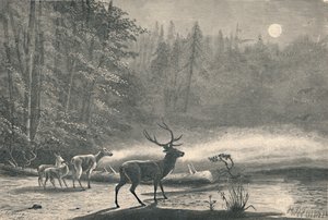 रात, 1883 को लेक सेंट रेगिस पर हिरन द्वारा अज्ञात