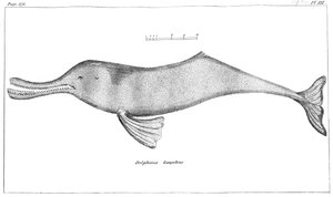 डेल्फिनस गंगाटिकस गंगा नदी डॉल्फिन, 1799 द्वारा अज्ञात