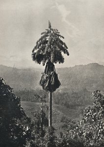 टैलिपोटपलम कोरिफा गर्भराशिरा में रक्त, 1926 द्वारा अज्ञात