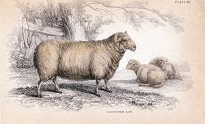 डिशले न्यू लीसेस्टर राम, c1840 द्वारा अज्ञात