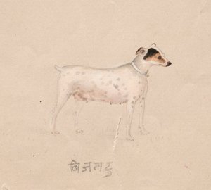 कुत्ता, १ 1800०० से। द्वारा अज्ञात