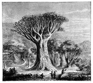 इकोन, टेनेरिफ़, स्पेन की ड्रेकोना, c1900s द्वारा अज्ञात