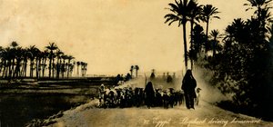 मिस्र - शेफर्ड ड्राइविंग होमवर्ड, c1918-c1939। द्वारा अज्ञात