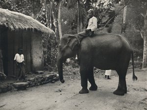 कैंडी, 1926 में एक रास्ते पर हाथी द्वारा अज्ञात