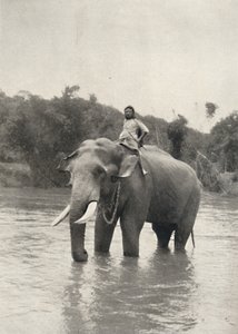 एलीफेंट मिट कोर्नक इन डेर महावलिगंगा, 1926 द्वारा अज्ञात