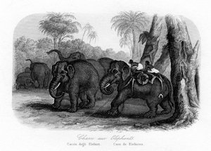 हाथी का शिकार, भारत, c1840 द्वारा अज्ञात