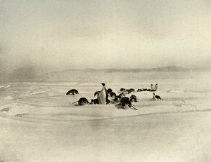 सम्राट टोबोगनिंग, c1908, 1909 द्वारा अज्ञात