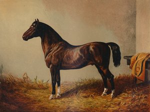 एंट्री पोनी हैक डॉन कार्लोस, सी 1897। द्वारा अज्ञात