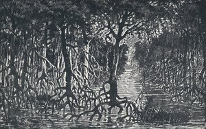 इक्वेटोरियल अफ्रीकी वन, 1924 द्वारा अज्ञात