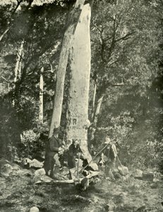 यूरोबिन फॉल्स, बफ़ेलो पर्वत, 1901। द्वारा अज्ञात