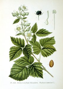 यूरोपीय डेबरी, 1893 द्वारा अज्ञात