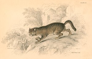 यूरोपीय जंगली बिल्ली फेलिस, 1828 द्वारा अज्ञात
