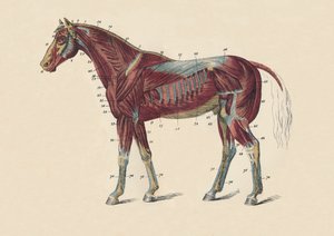 बाहरी मांसपेशियों और घोड़े के शरीर के Tendons, c1879। द्वारा अज्ञात