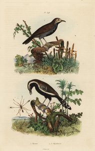 फेयरीफ्लाई, मायमार पल्केलम 1, दक्षिणी सफेद-फ्रिंज वाले एंटरेन, फॉर्मिसिवोरा ग्रिसिया 2 और ब्लैक-थ्रोटेड एंटबर्ड, मायरमोफिलैक्स एट्रोथोरैक्स मेलानुरा 3 द्वारा अज्ञात