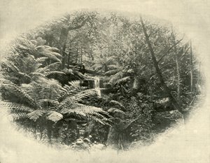 फर्न ट्री गुलाली, तस्मानिया, 1901। द्वारा अज्ञात