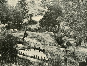 मछली तालाब, एरचिल्डौने, बलारत के पास, 1901। द्वारा अज्ञात