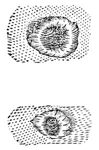 लुनर क्रेटर्स की गैलीलियोस ड्राइंग, 1611, c1655 द्वारा अज्ञात
