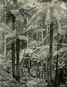 गेम्ब्रोक में विशालकाय फर्न्स, 1901। द्वारा अज्ञात