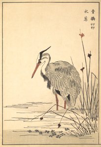 ग्रे हेरॉन एओसागी और मिज़ू-एओई प्लांट, 1857। द्वारा अज्ञात