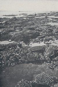 ग्रेट बैरियर रीफ, 1924 द्वारा अज्ञात