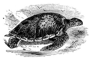 ग्रीन टर्टल चेलोन माइदास, c1890 द्वारा अज्ञात