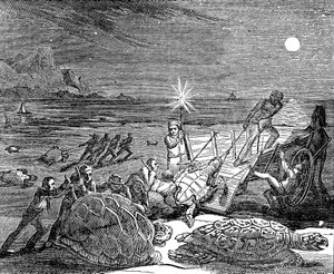 1832 में क्यूबा के तट पर हरे कछुए और लॉगरहेड कछुए पकड़े गए द्वारा अज्ञात