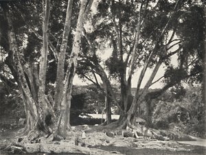 गुम्मीब्यूम फ़िकस इलास्टा, 1926 द्वारा अज्ञात