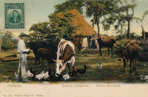 हवाना। देश का दृश्य - क्यूबा बारयार्ड, c1910 द्वारा अज्ञात