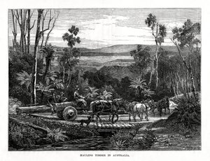 Hauling लकड़ी, ऑस्ट्रेलिया, 1877 द्वारा अज्ञात