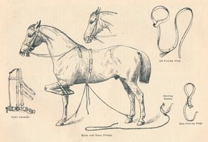दुर्लभ फिटिंग के साथ घोड़ा, c1905 c1910 द्वारा अज्ञात