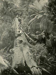 हाउ द माइटी फॉलन, 1901। द्वारा अज्ञात