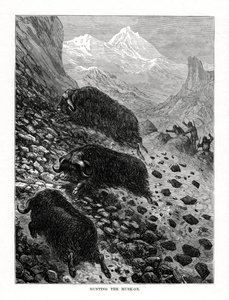 कस्तूरी-बैल का शिकार, 1877 द्वारा अज्ञात