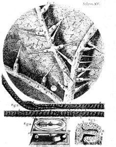 अंग्रेजी सूक्ष्मदर्शी रॉबर्ट हुक माइक्रोग्राफिया, 1665 से चित्र द्वारा अज्ञात