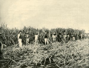क्वींसलैंड सुगर प्लांटेशन में, 1901। द्वारा अज्ञात