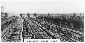 अंगूर की लताओं की सिंचाई, ऑस्ट्रेलिया, 1928 द्वारा अज्ञात