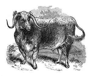 लंकाशायर बैल, लंबी सींग वाली नस्लों का नमूना, 1848 द्वारा अज्ञात