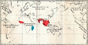 Lemuroidea - III। मानचित्र, परिवार चिरोमाइडी और उप परिवारों के वितरण को दर्शाता है द्वारा अज्ञात