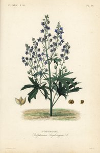 Lice-bane or stavesacre, Delphinium staphisagria, Staphisaigre द्वारा अज्ञात