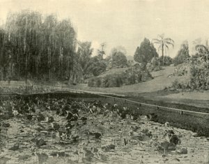 लिली पॉन्ड, ब्रिस्बेन बॉटनिकल गार्डन, 1901। द्वारा अज्ञात