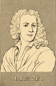 लिनेन, 1707-1778, 1830। द्वारा अज्ञात