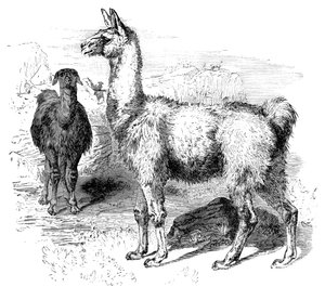 लामा, सी 1880 द्वारा अज्ञात