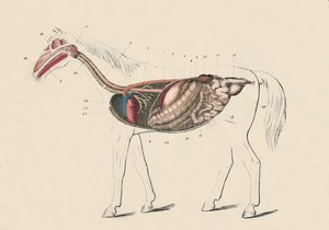 घोड़े की अनुदैर्ध्य धारा, c1879। द्वारा अज्ञात
