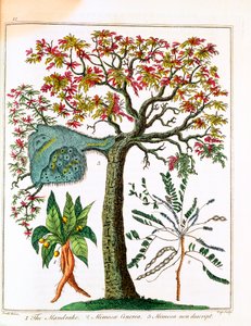 मैन्ड्रेक, संवेदनशील पौधा, और बबूल, c1795 द्वारा अज्ञात