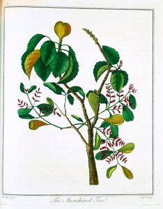 मनिचील वृक्ष हिप्पोमेन मैनसिनेला या ज़हर अमरूद, c1795 द्वारा अज्ञात