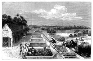 इंडिगो का तिरूत मुज़फ़्फ़रपुर, लोअर बंगाल, 1869 में निर्माण द्वारा अज्ञात
