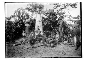 बंदर, c.1910 (b/w फोटो) द्वारा अज्ञात